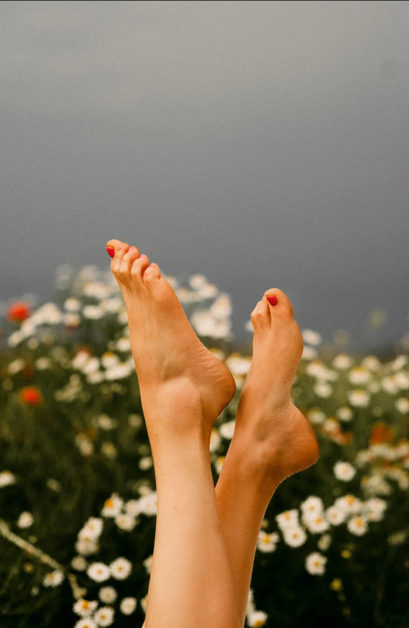 Bare feet with red pedicure raised in a wildflower field